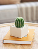 Succulents in gift box. - Image 
