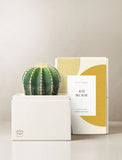 Succulents in gift box. - Image 