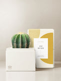 Succulents in gift box. - Image 