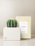 Succulents in gift box. - Image 