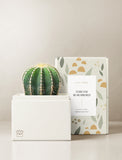 Succulents in gift box. - Image 