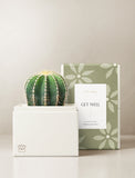 Succulents in gift box. - Image 
