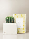 Succulents in gift box. - Image 