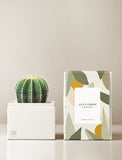 Succulents in gift box. - Image 