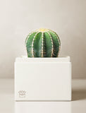 Succulents in gift box. - Image 