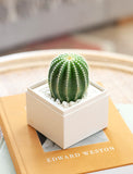 Succulents in gift box. - Image 