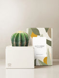 Succulents in gift box. - Image 