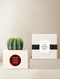 Succulents in gift box. - Image 