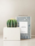 Succulents in gift box. - Image 