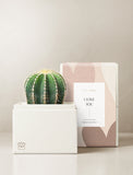 Succulents in gift box. - Image 
