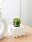 Succulents in gift box. - Image 