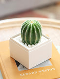 Succulents in gift box. - Image 