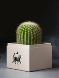 Succulents in gift box. - Image 