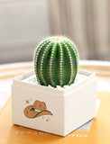 Succulents in gift box. - Image 