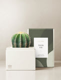 Succulents in gift box. - Image 