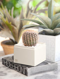 Succulents in gift box. - Image 