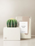 Succulents in gift box. - Image 