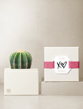 Succulents in gift box. - Image 