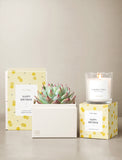 Succulents in gift box and candle. - Image 