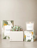 Succulents in gift box and candle. - Image 