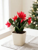 Christmas Cacti Plant - Image 