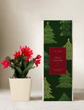Christmas Cacti Plant - Image 