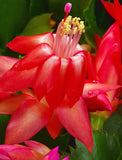 Christmas Cacti Plant - Image 