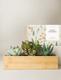 Three assorted succulents in a rectangular bamboo planter next to a Forever Remembered sympathy gift box. - Image 