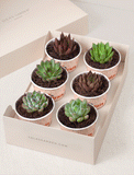 Succulents in mini cups with an occasion. - Image 