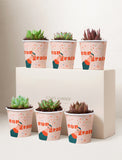 Succulents in mini cups with an occasion. - Image 