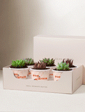 Succulents in mini cups with an occasion. - Image 