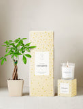 Plant next to gift box and candle. - Image 
