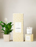 Plant next to gift box and candle. - Image 