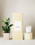 Plant next to gift box and candle. - Image 