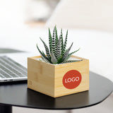 Succulents in gift box. - Image 
