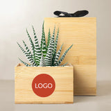 Succulents in gift box. - Image 