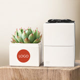 Succulents in gift box. - Image 