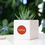 Succulents in gift box. - Image 