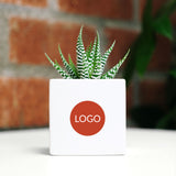 Succulents in gift box. - Image 