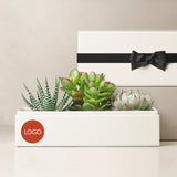Succulents in gift box. - Image 