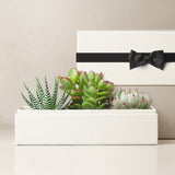Succulents in gift box. - Image 