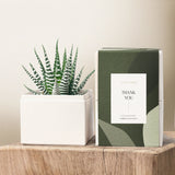 Succulents in gift box. - Image 