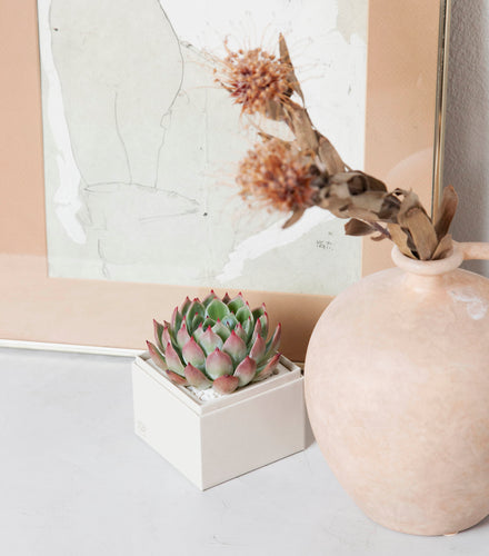 SUCCULENT CARE GUIDE