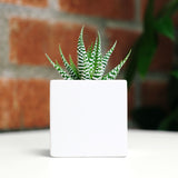 Plant in ceramic vessel. - Image 