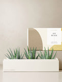 Succulents in gift box. - Image 