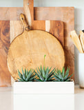 Succulents in gift box. - Image 