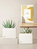 Succulents in gift box. - Image 