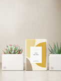 Succulents in gift box. - Image 
