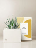 Succulents in gift box. - Image 