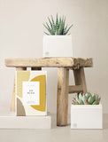Succulents in gift box. - Image 